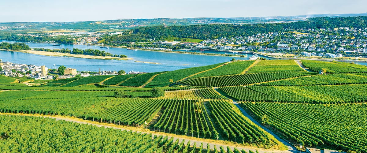 Vineyards in Rüdesheim, Germany
